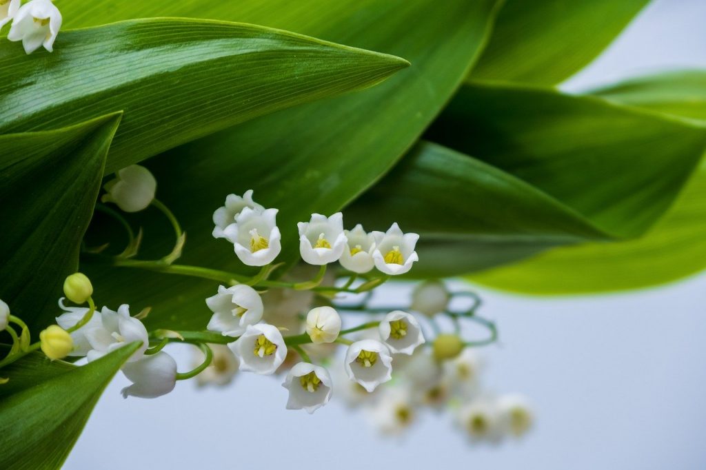 壁紙や音楽で叶えよう 大人女子のための復縁ジンクス10選 復縁ホスピタル